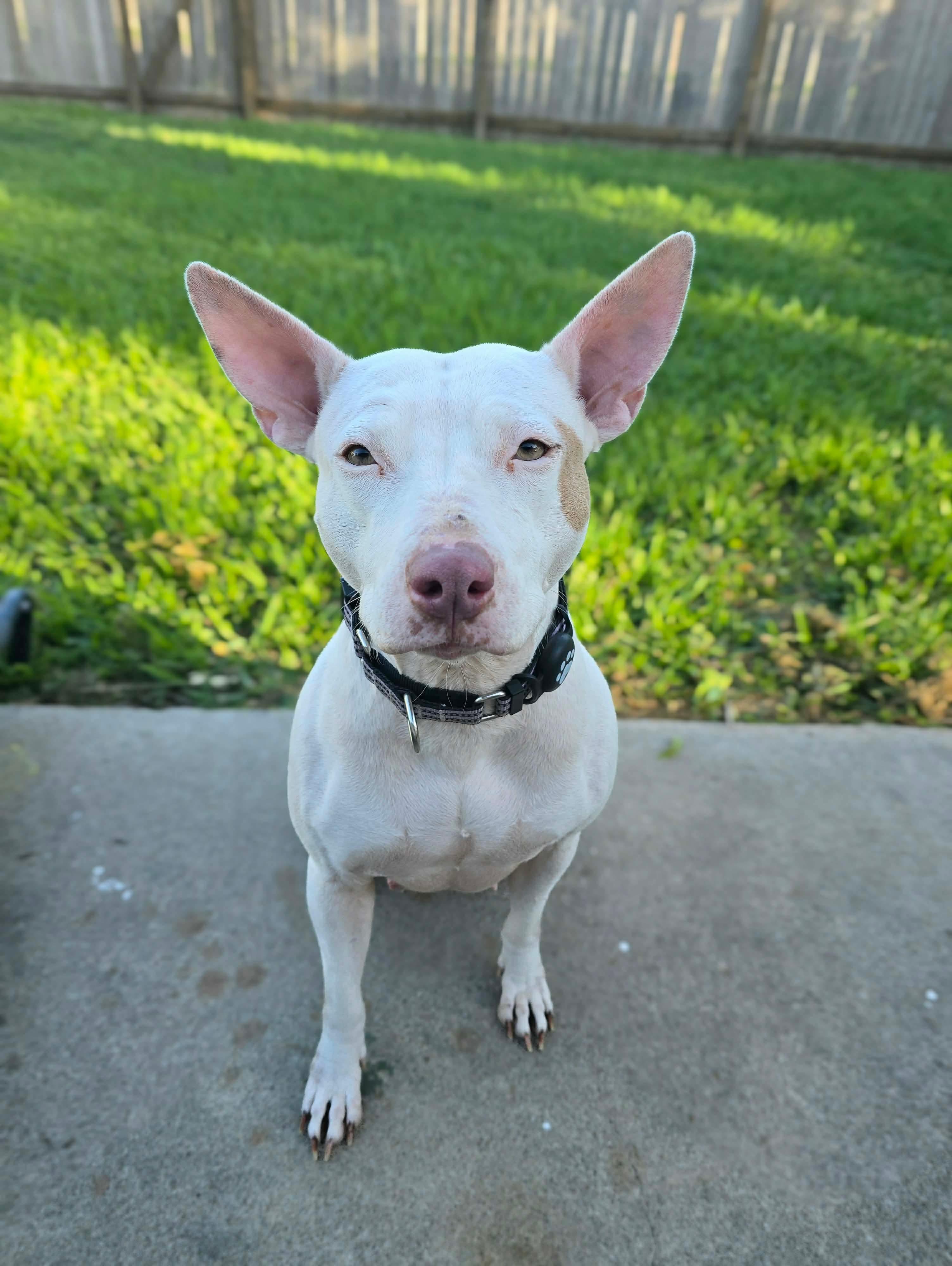 Lulu, a Adoptable American Staffordshire Terrier in Dallas, TX image 4/5