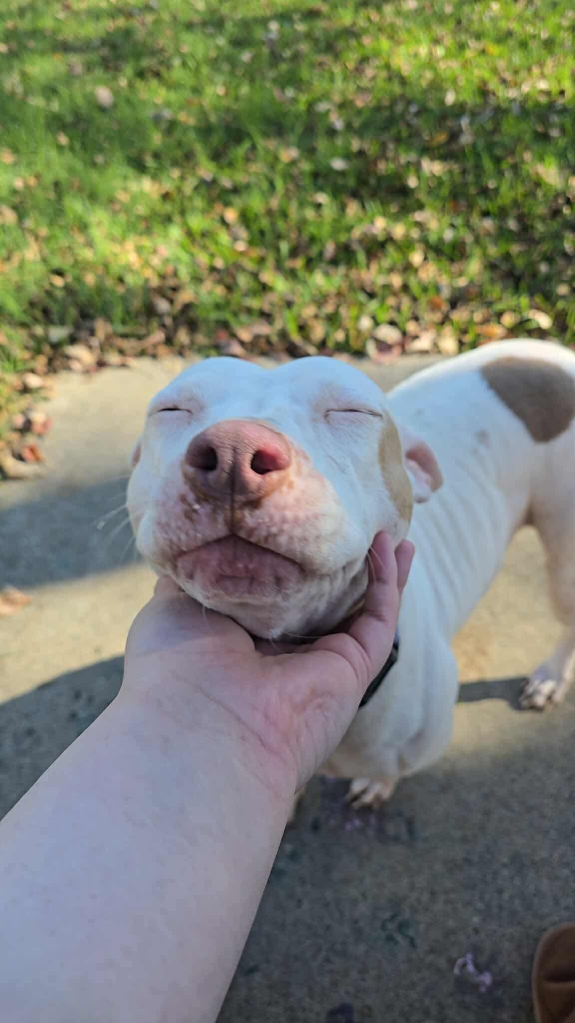 Lulu, a Adoptable American Staffordshire Terrier in Dallas, TX image 3/5