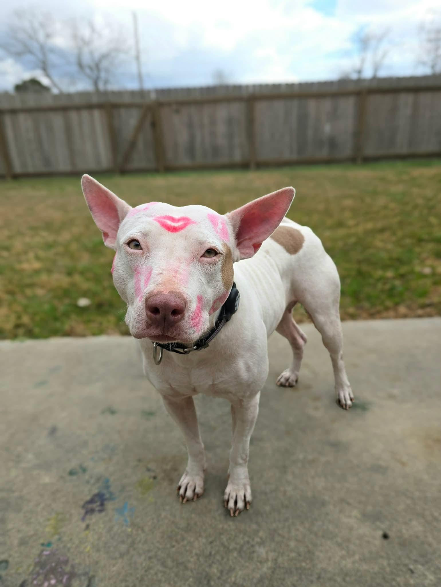 Lulu, a Adoptable American Staffordshire Terrier in Dallas, TX image 5/5