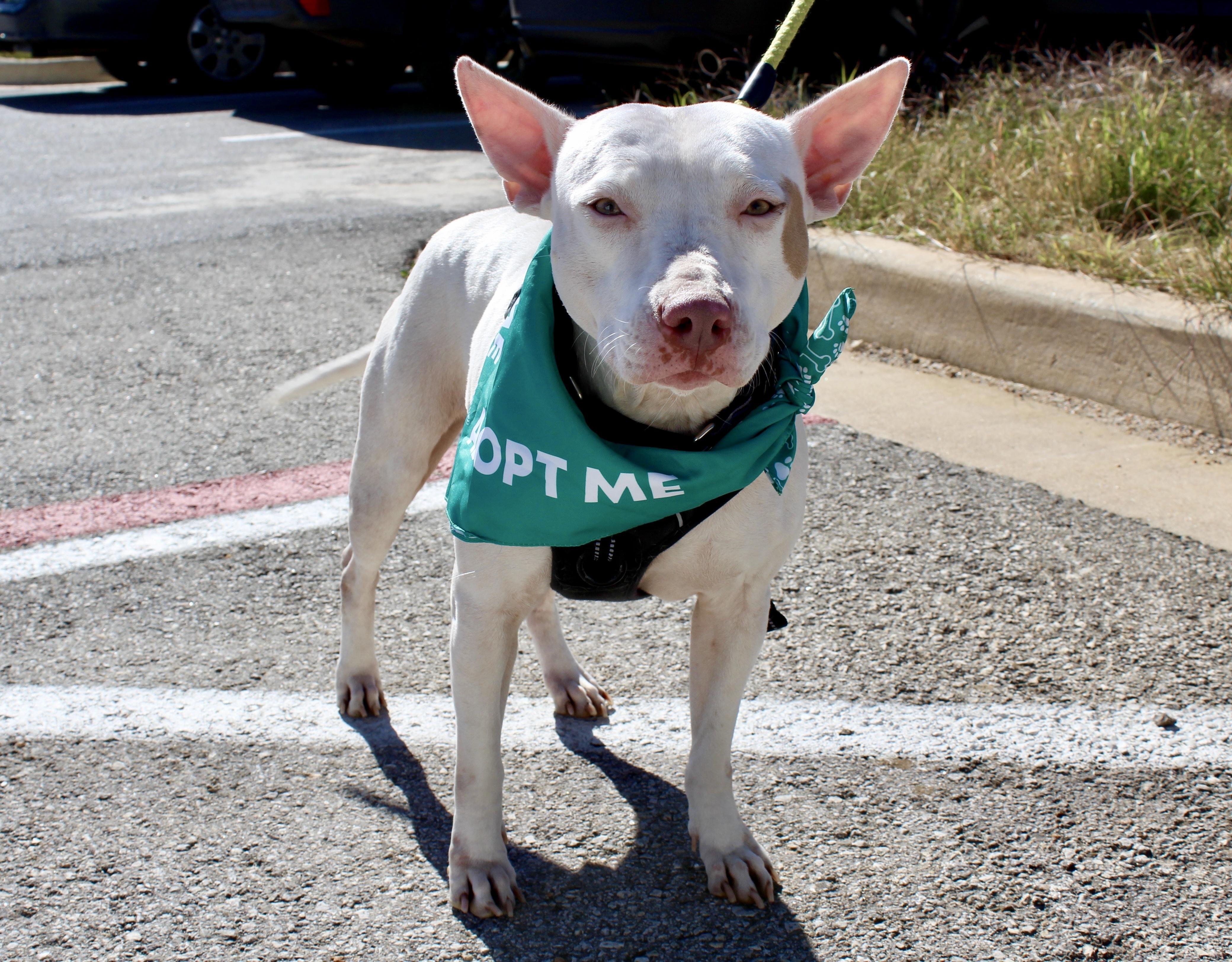 Lulu, Adoptable, Adult Female American Staffordshire Terrier.