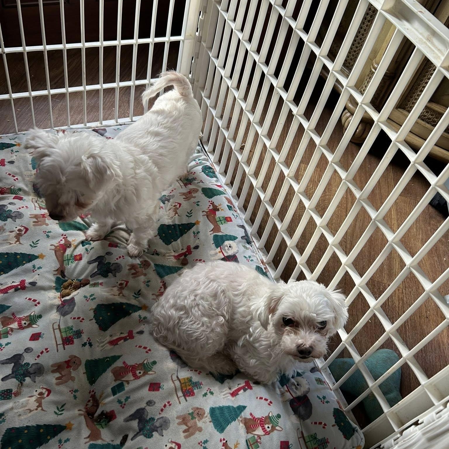 Enlarge MaiTai  (Must be adopted with Soraya), a Adoptable mixed breed in Centerville, PA image 5/5