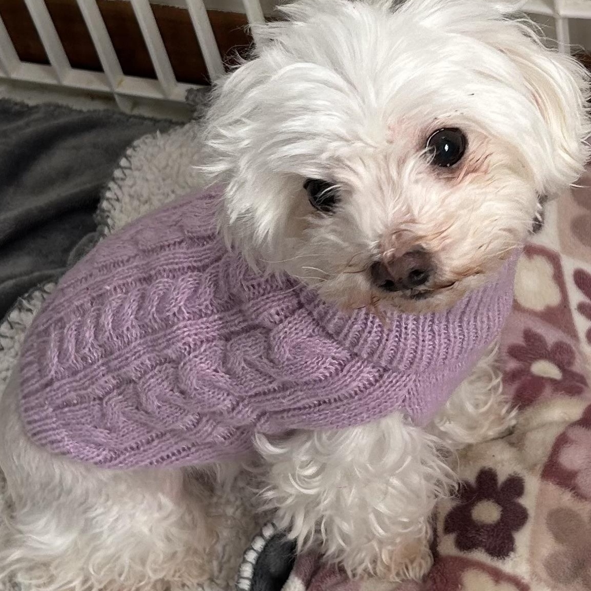 Enlarge MaiTai  (Must be adopted with Soraya), a Adoptable mixed breed in Centerville, PA image 1/5