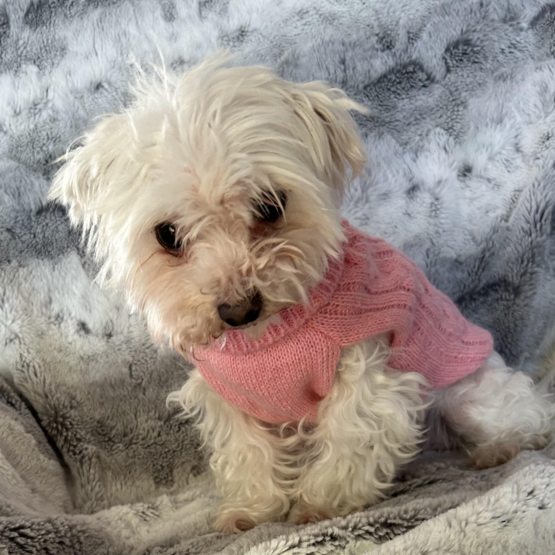 Enlarge MaiTai  (Must be adopted with Soraya), a Adoptable mixed breed in Centerville, PA image 4/5