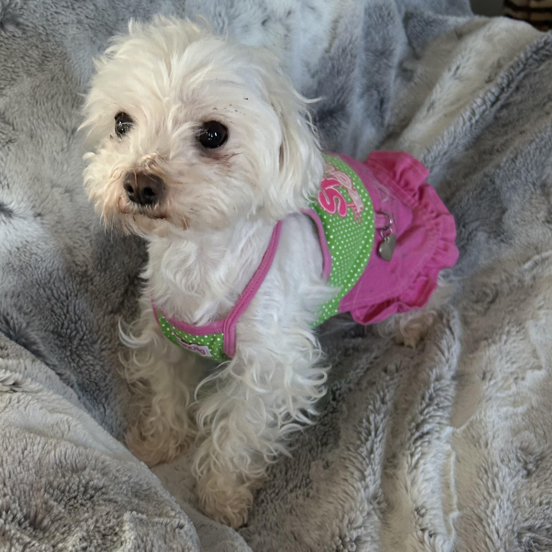 Enlarge MaiTai  (Must be adopted with Soraya), a Adoptable mixed breed in Centerville, PA image 2/5