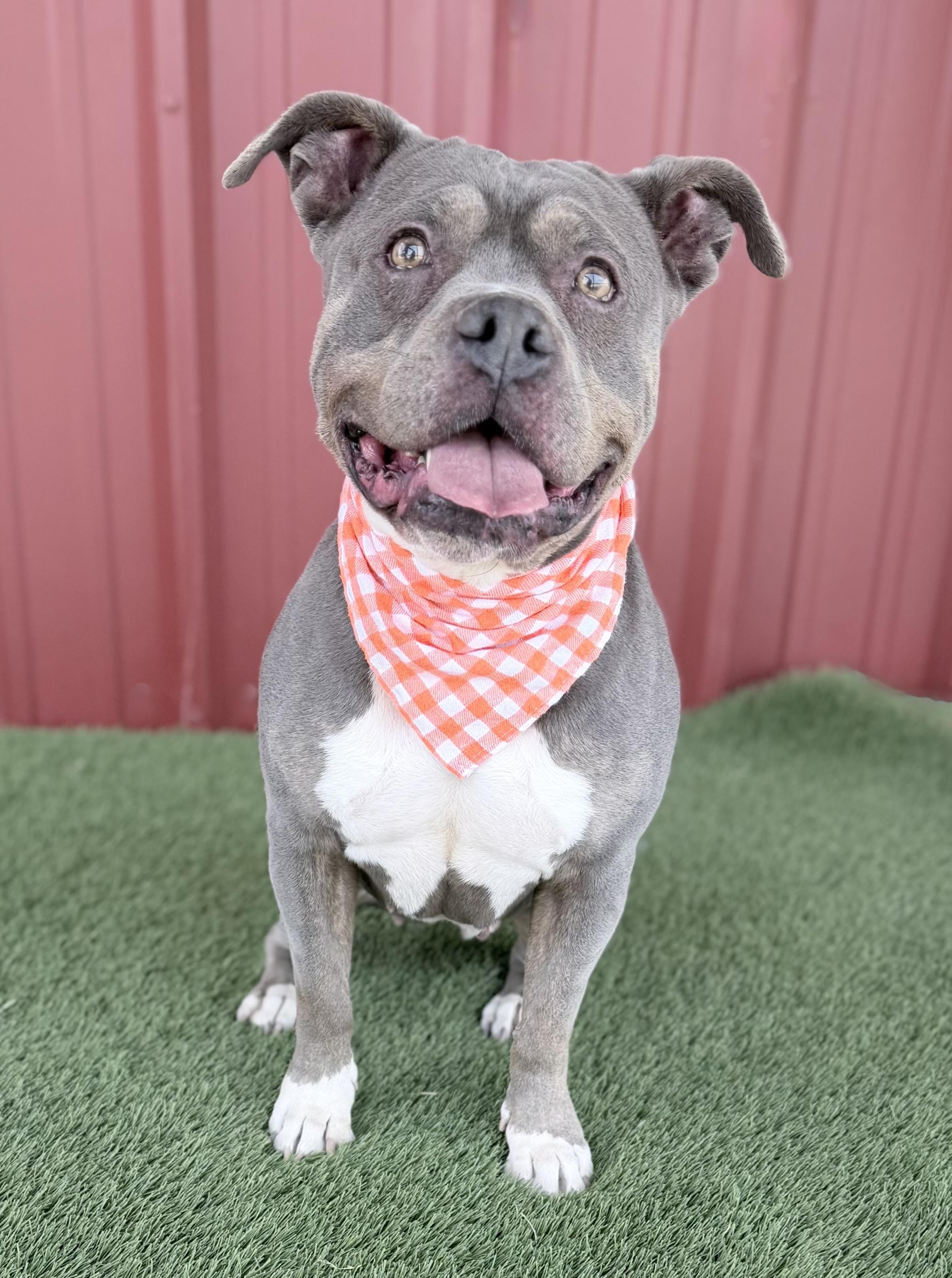 Enlarge Dolly, a Adoptable mixed breed in Moab, UT image 5/6