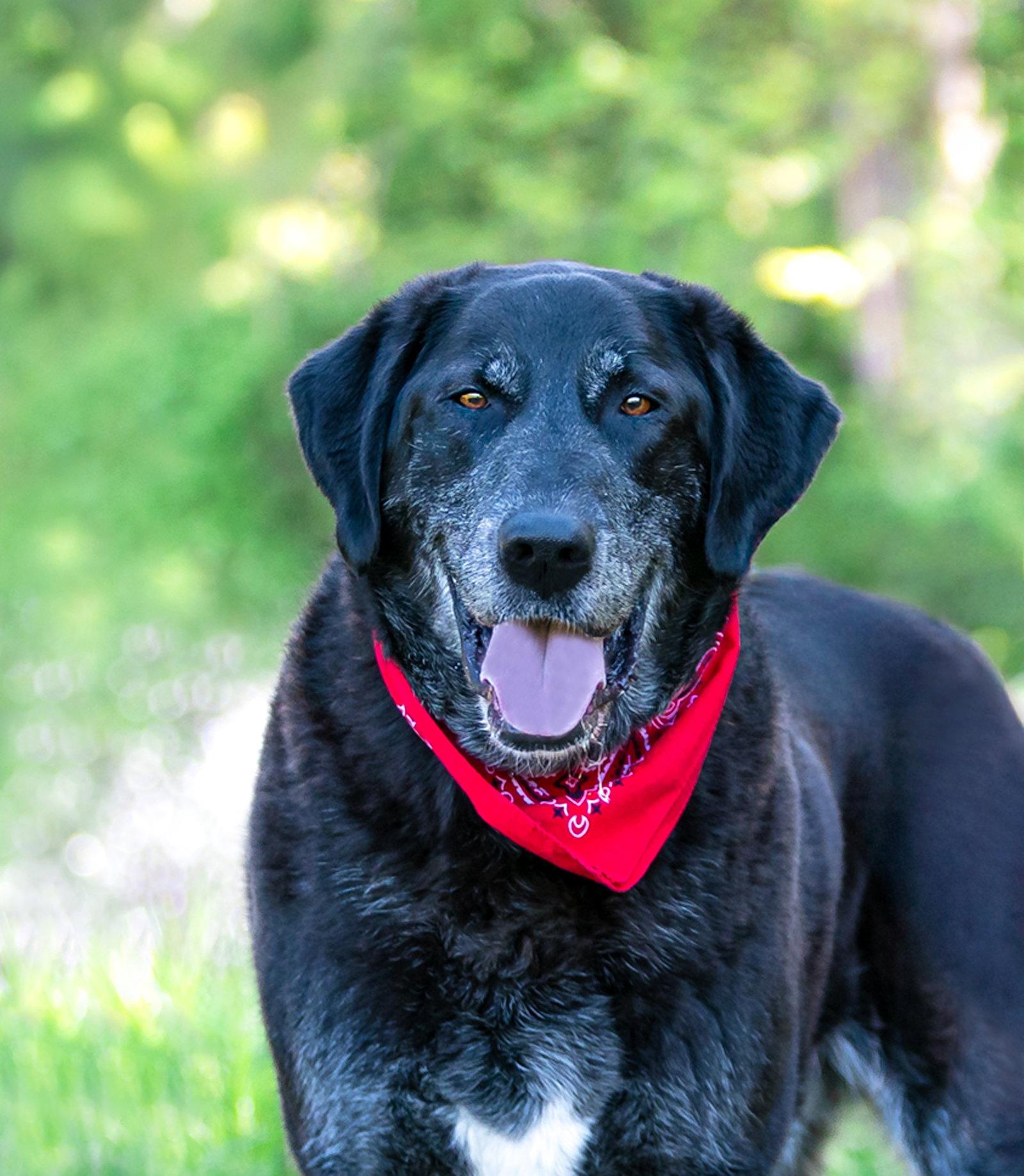 Gandolph, Adoptable, Young Male Labrador Retriever.