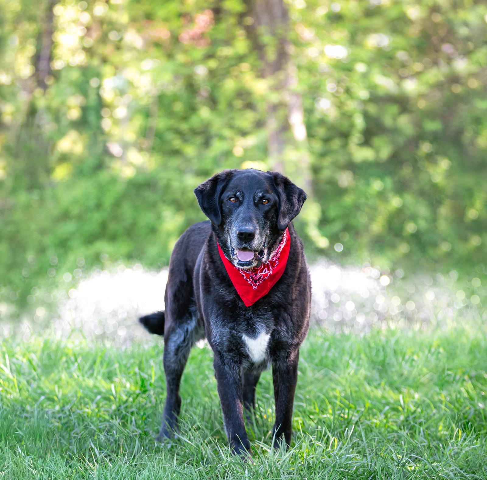 Enlarge Gandolph, a Adoptable Labrador Retriever in Coatesville, PA image 2/3