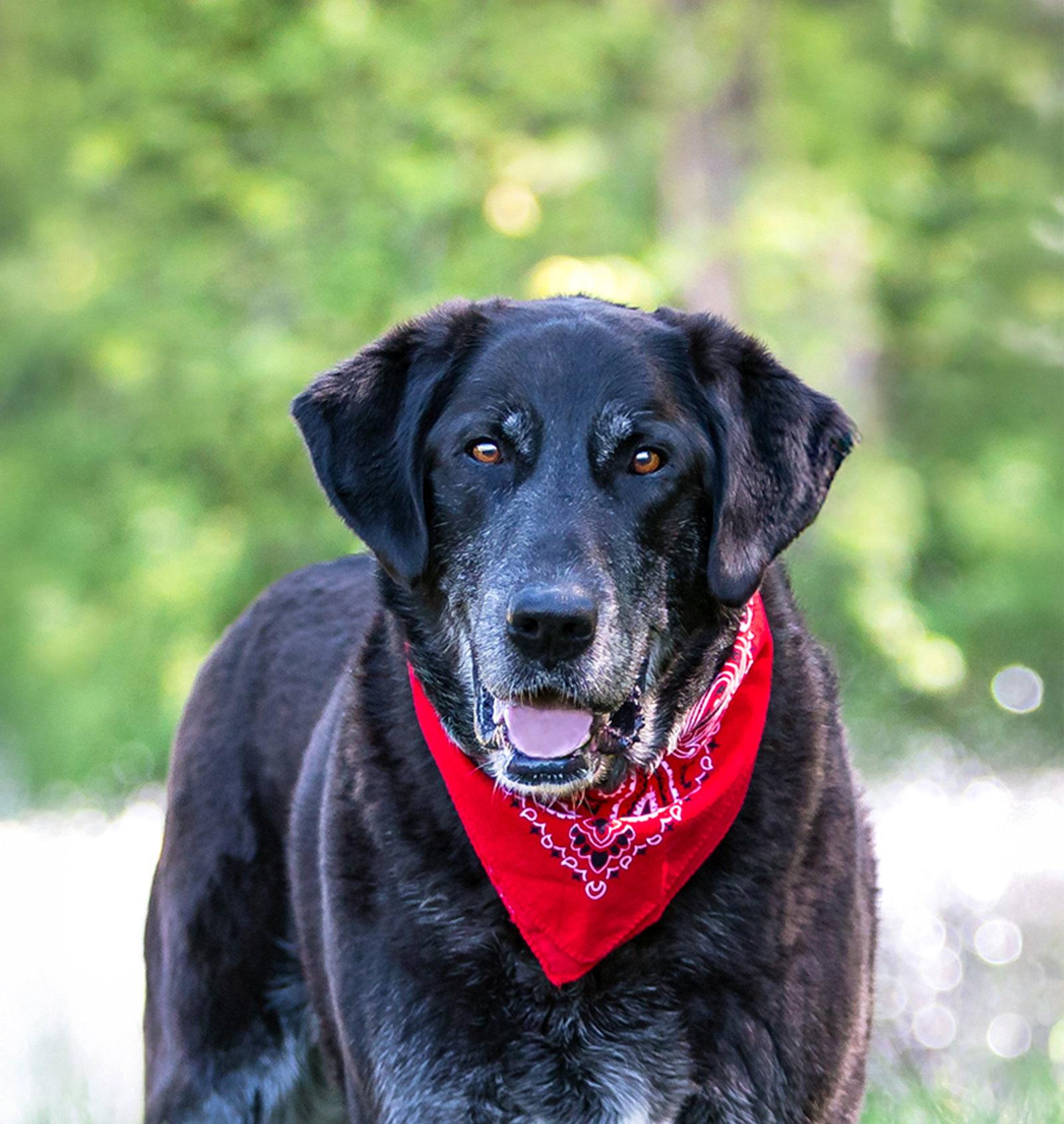 Enlarge Gandolph, a Adoptable Labrador Retriever in Coatesville, PA image 3/3