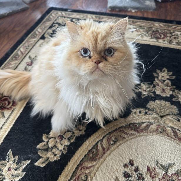 Mag Bonded to Blue, Adoptable, Adult Male Himalayan.