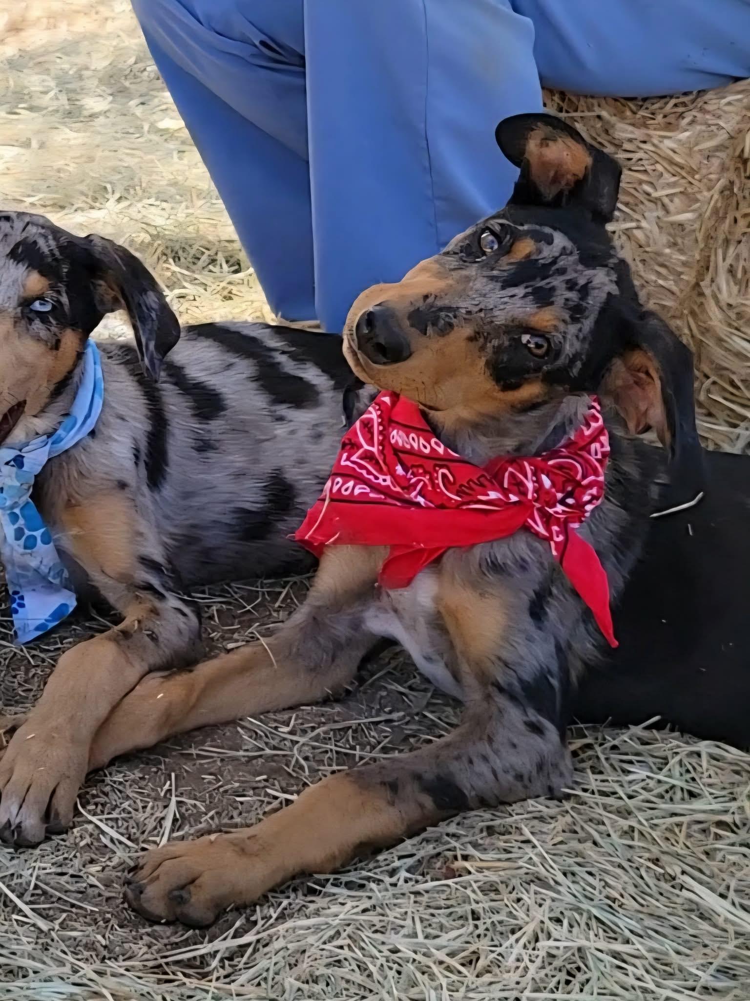 Speckles, an adopted mixed breed in Temecula, CA image 3/6