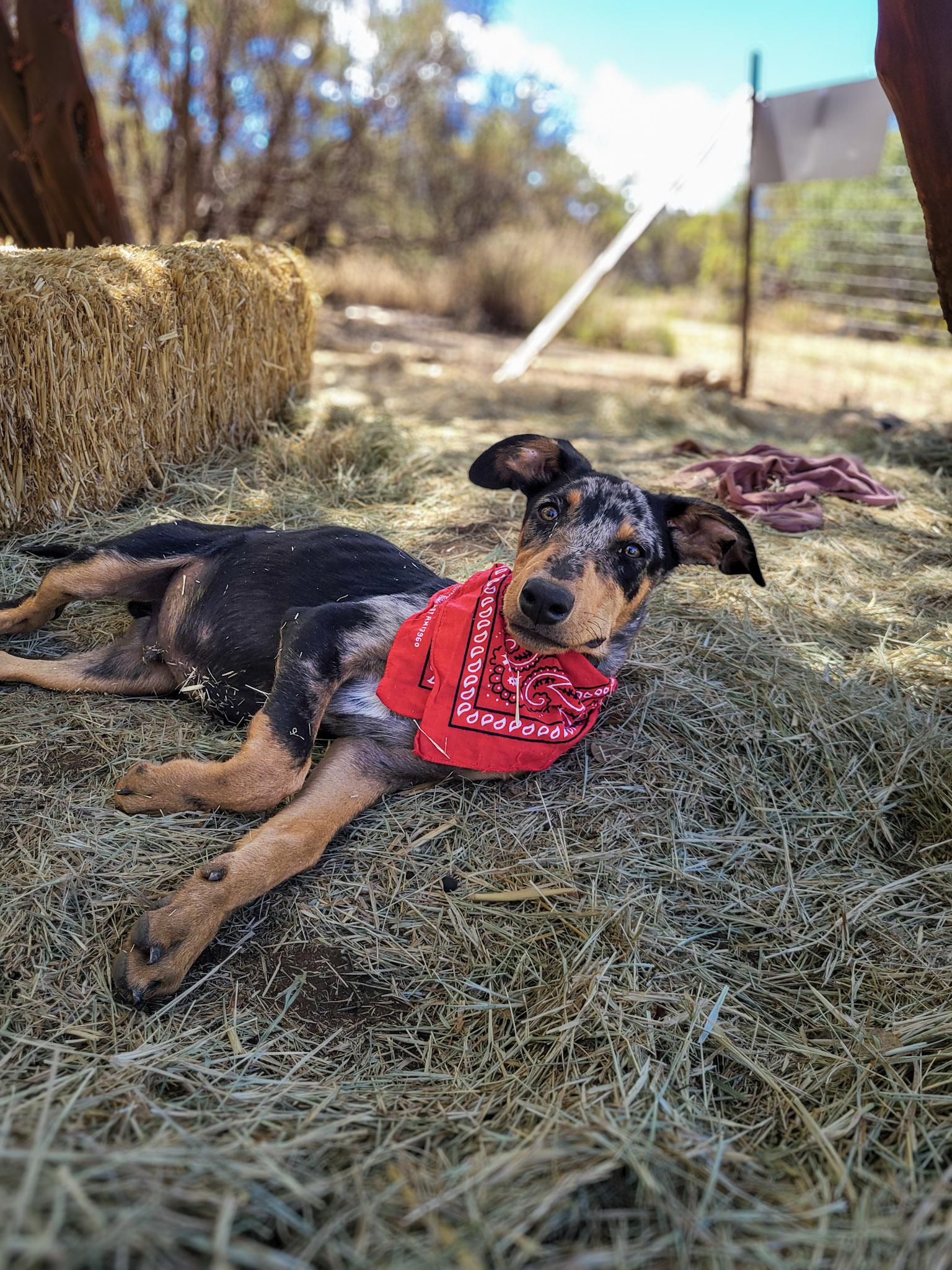 Speckles, an adopted mixed breed in Temecula, CA image 5/6