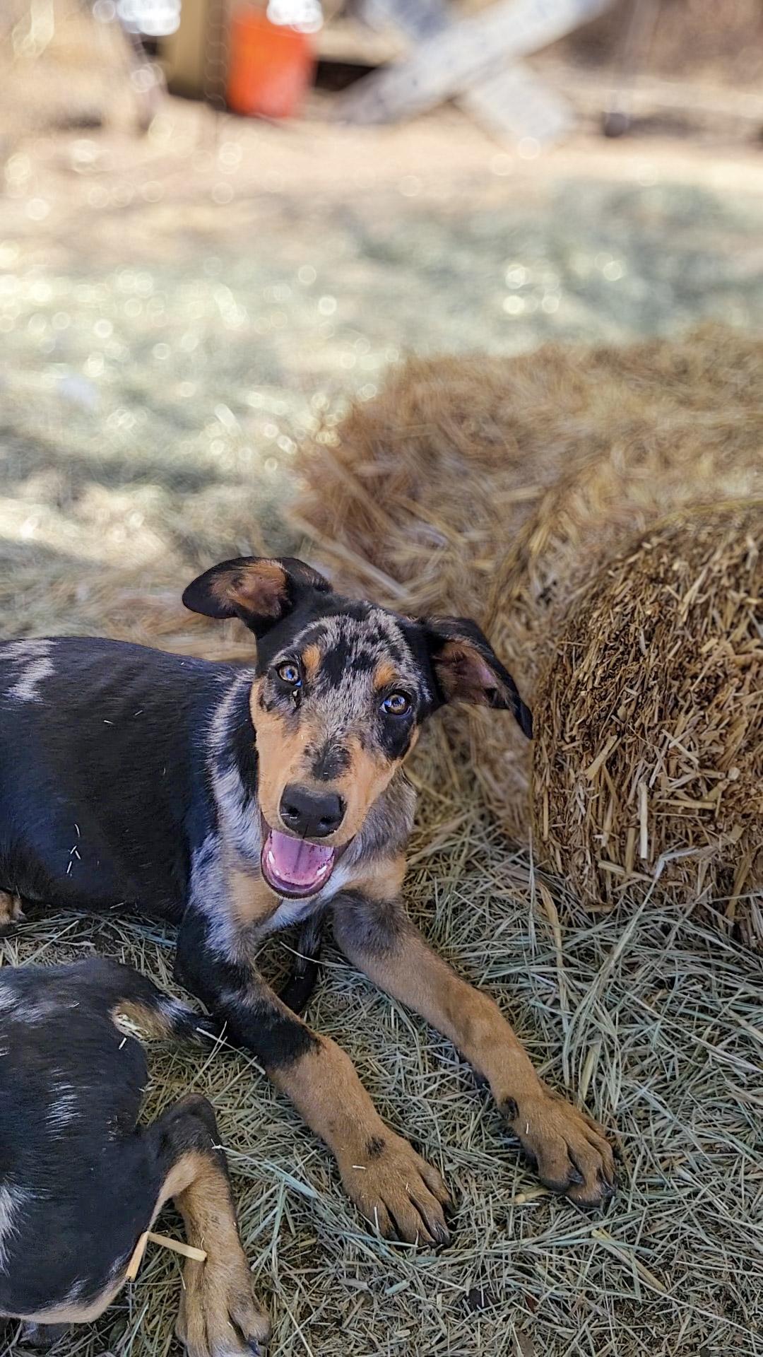 Speckles, an adopted mixed breed in Temecula, CA image 6/6
