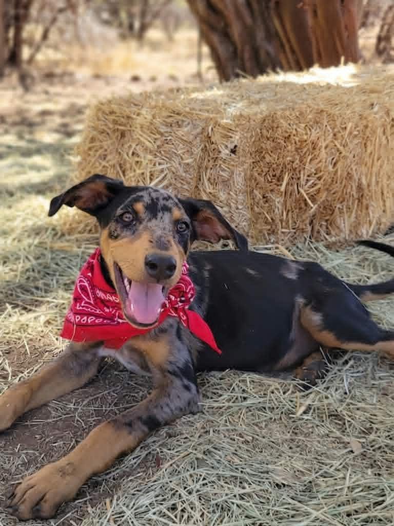 Speckles, an adopted mixed breed in Temecula, CA image 2/6