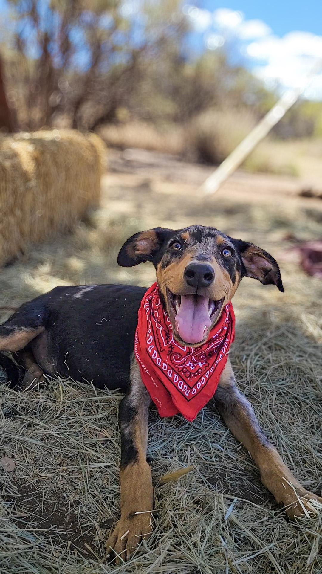 Speckles, an adopted mixed breed in Temecula, CA image 4/6