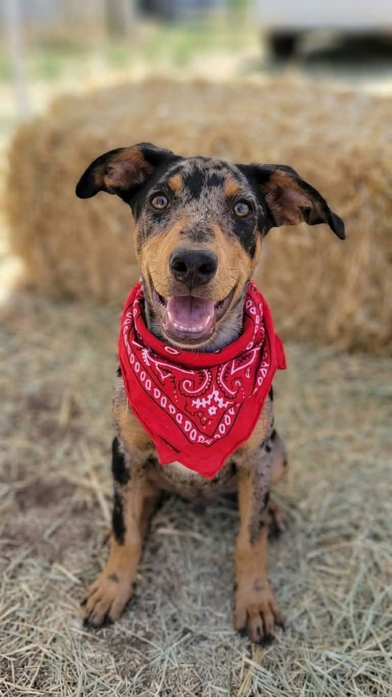 Speckles, an adopted mixed breed in Temecula, CA image 1/6