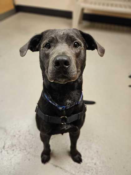 Macaroni, ADOPTABLE, Young Male Labrador Retriever.
