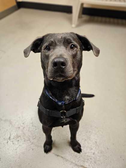 Macaroni, a ADOPTABLE mixed breed in Bellingham, WA image 2/3