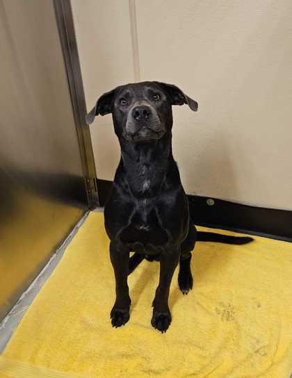 Macaroni, a ADOPTABLE mixed breed in Bellingham, WA image 3/3