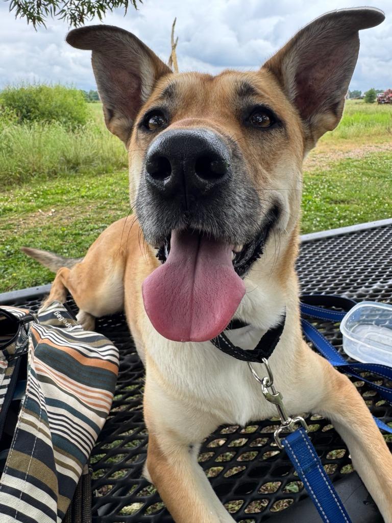 Chile, Adoptable, Young Female German Shepherd Dog.