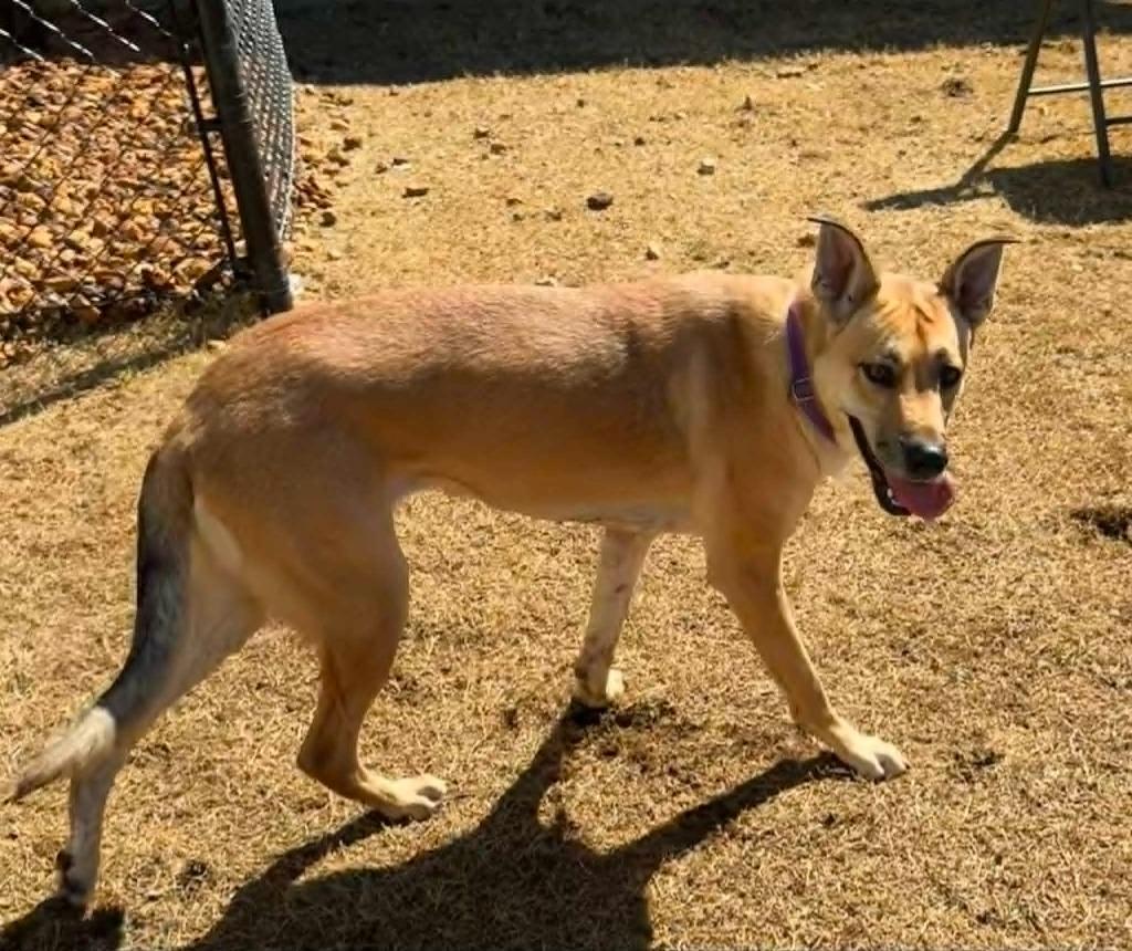 Enlarge Chile, a Adoptable German Shepherd Dog in East Ridge, TN image 1/4