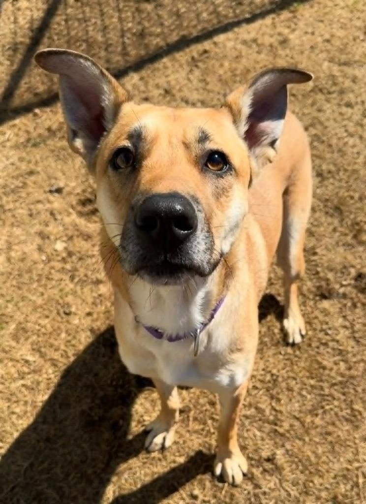 Enlarge Chile, a Adoptable German Shepherd Dog in East Ridge, TN image 2/4