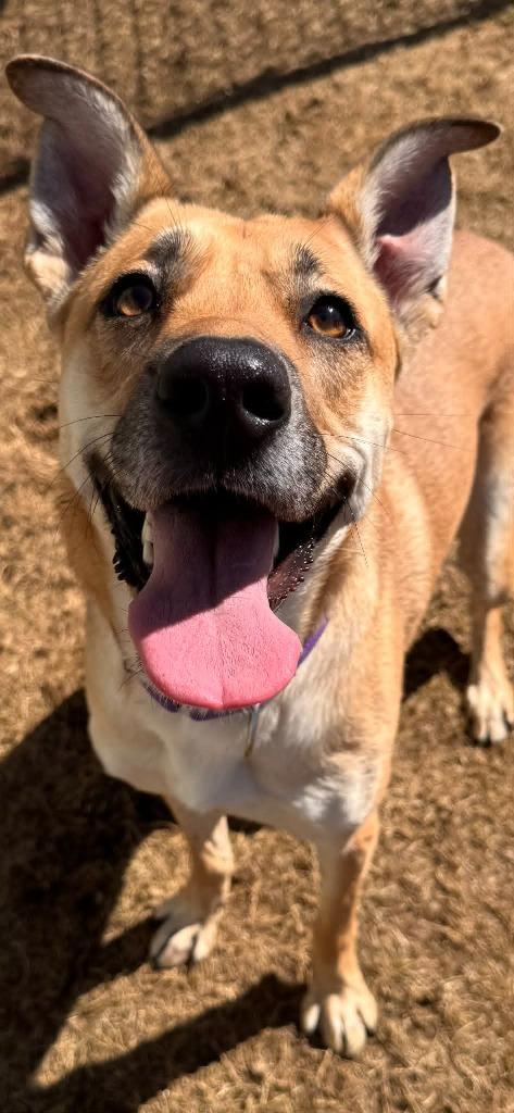 Enlarge Chile, a Adoptable German Shepherd Dog in East Ridge, TN image 3/4