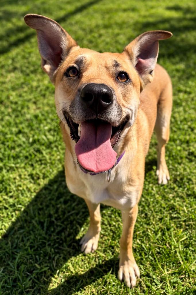 Enlarge Chile, a Adoptable German Shepherd Dog in East Ridge, TN image 4/4