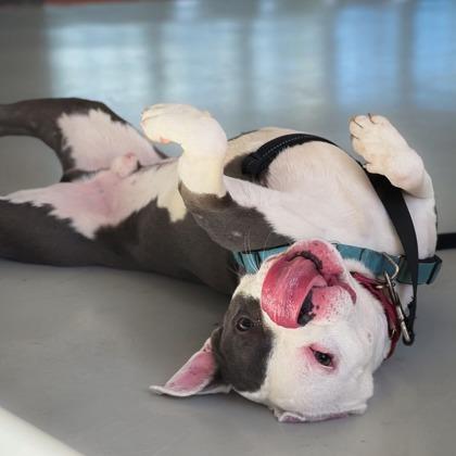 Enlarge Hudson, a Adoptable mixed breed in Richmond, VA image 2/5