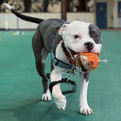 Enlarge Hudson, a Adoptable mixed breed in Richmond, VA image 3/5