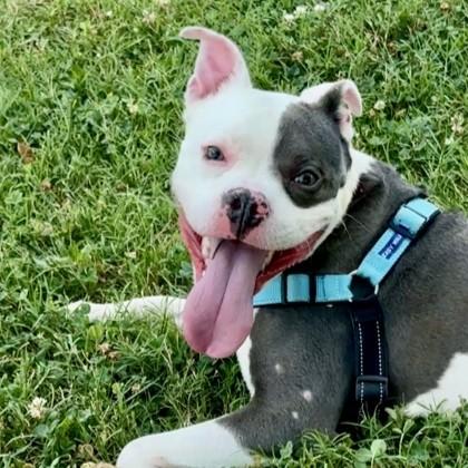 Enlarge Hudson, a Adoptable mixed breed in Richmond, VA image 5/5