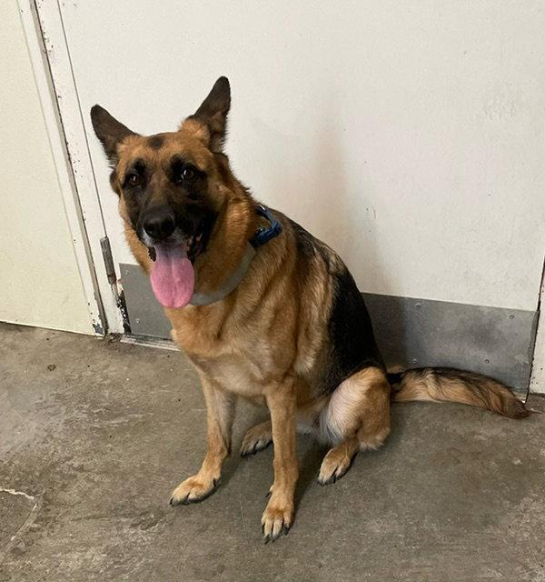Jessie - German Shepherd - #3, Adopted, Adult Female German Shepherd Dog.