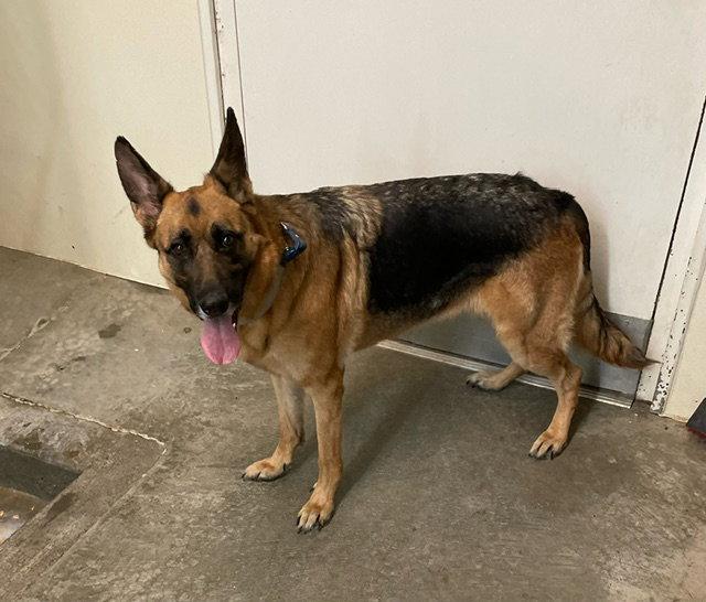 Jessie - German Shepherd - #3, a Adopted German Shepherd Dog in Mitchell, SD image 2/2