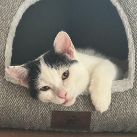 Cora, Adoptable, Adult Female American Shorthair.