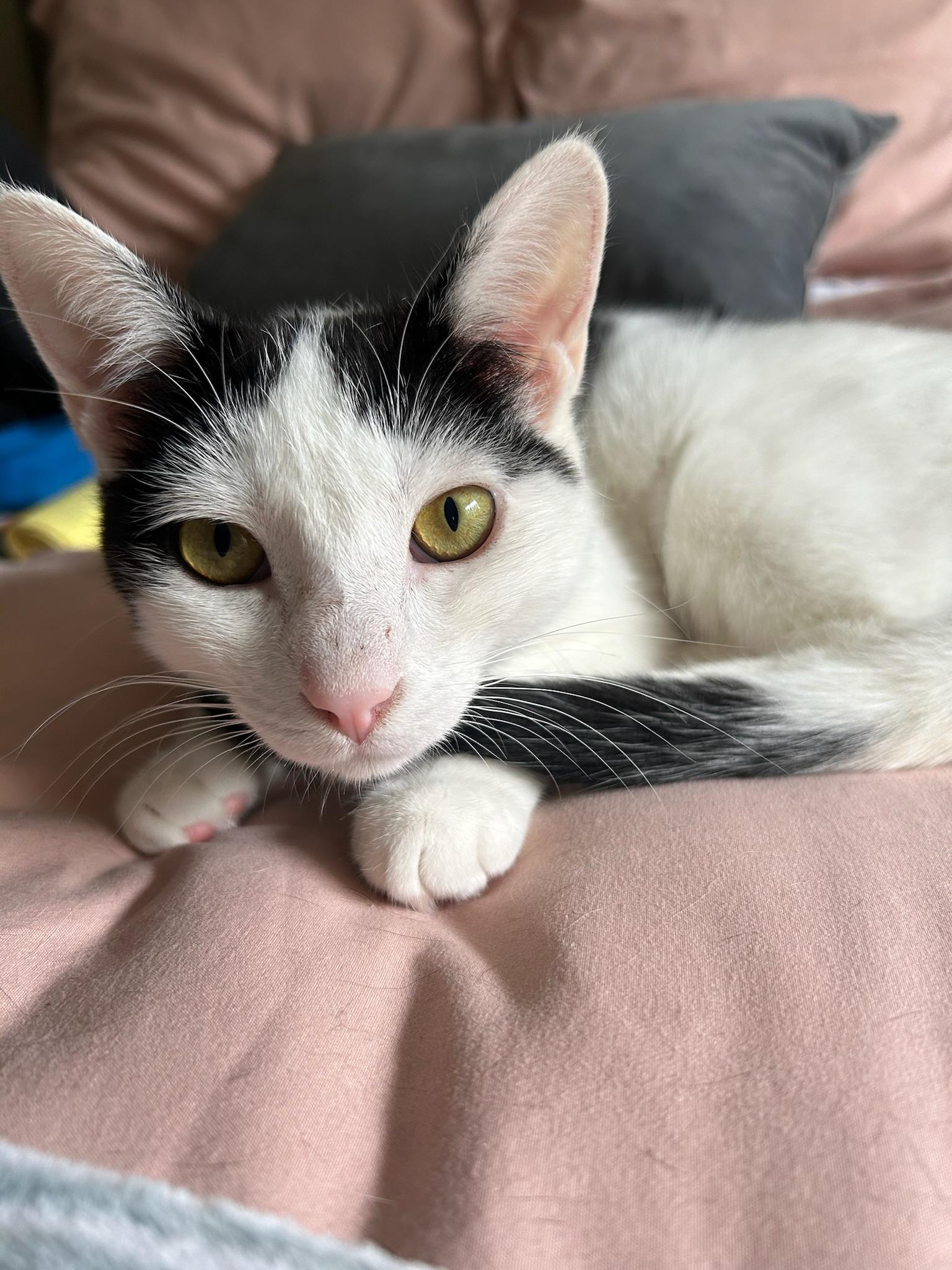 Enlarge Cora, a Adoptable American Shorthair in Studio City, CA image 1/8