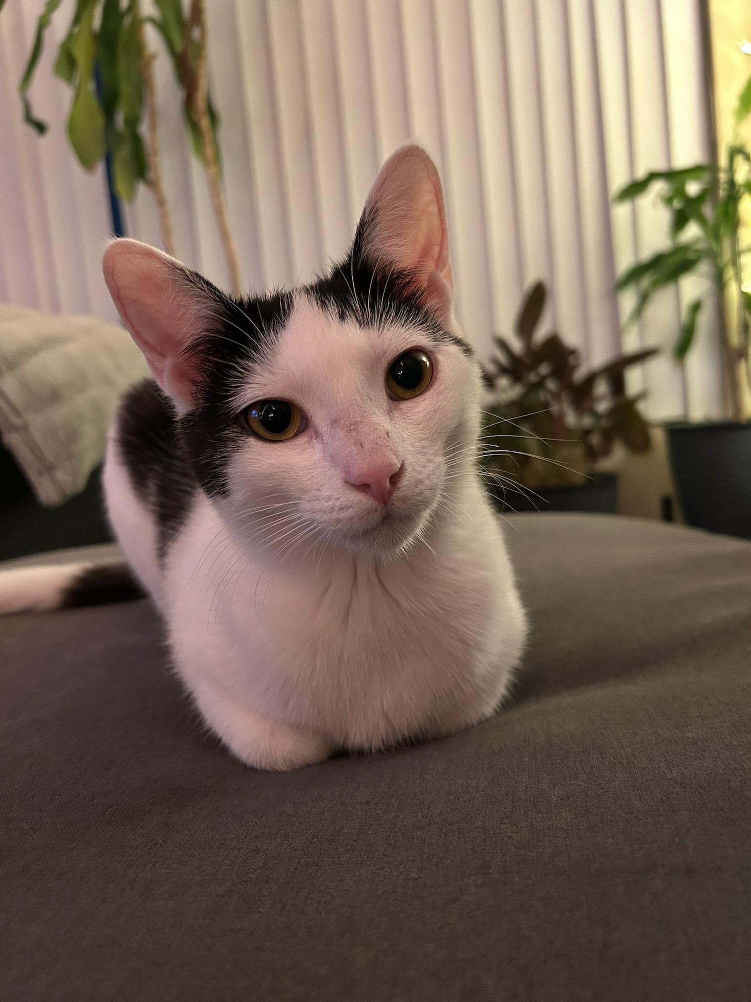 Enlarge Cora, a Adoptable American Shorthair in Studio City, CA image 2/8