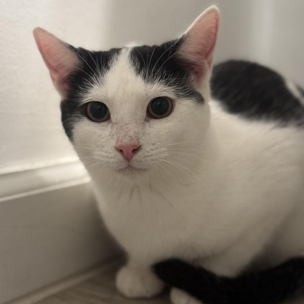 Enlarge Cora, a Adoptable American Shorthair in Studio City, CA image 5/5
