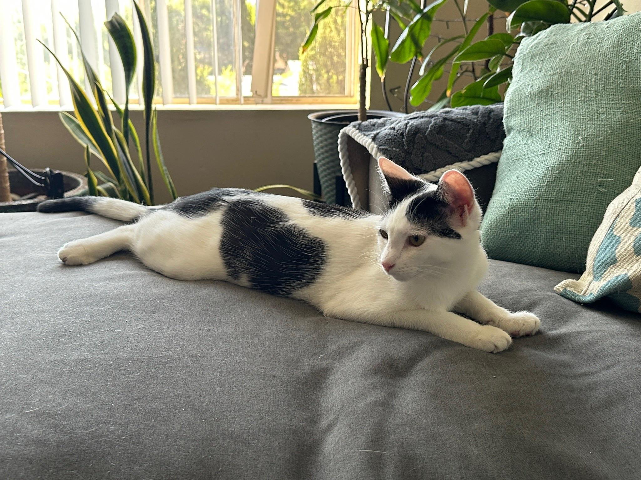 Enlarge Cora, a Adoptable American Shorthair in Studio City, CA image 3/8