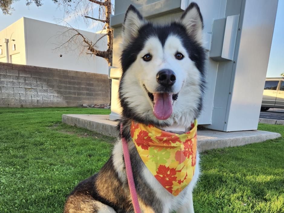 Sakura, ADOPTABLE, Adult Female Siberian Husky.