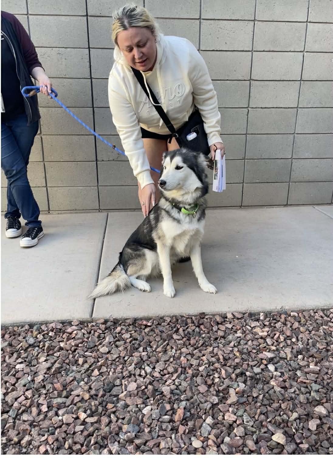 Sakura, a ADOPTABLE Siberian Husky in Scottsdale, AZ image 4/4