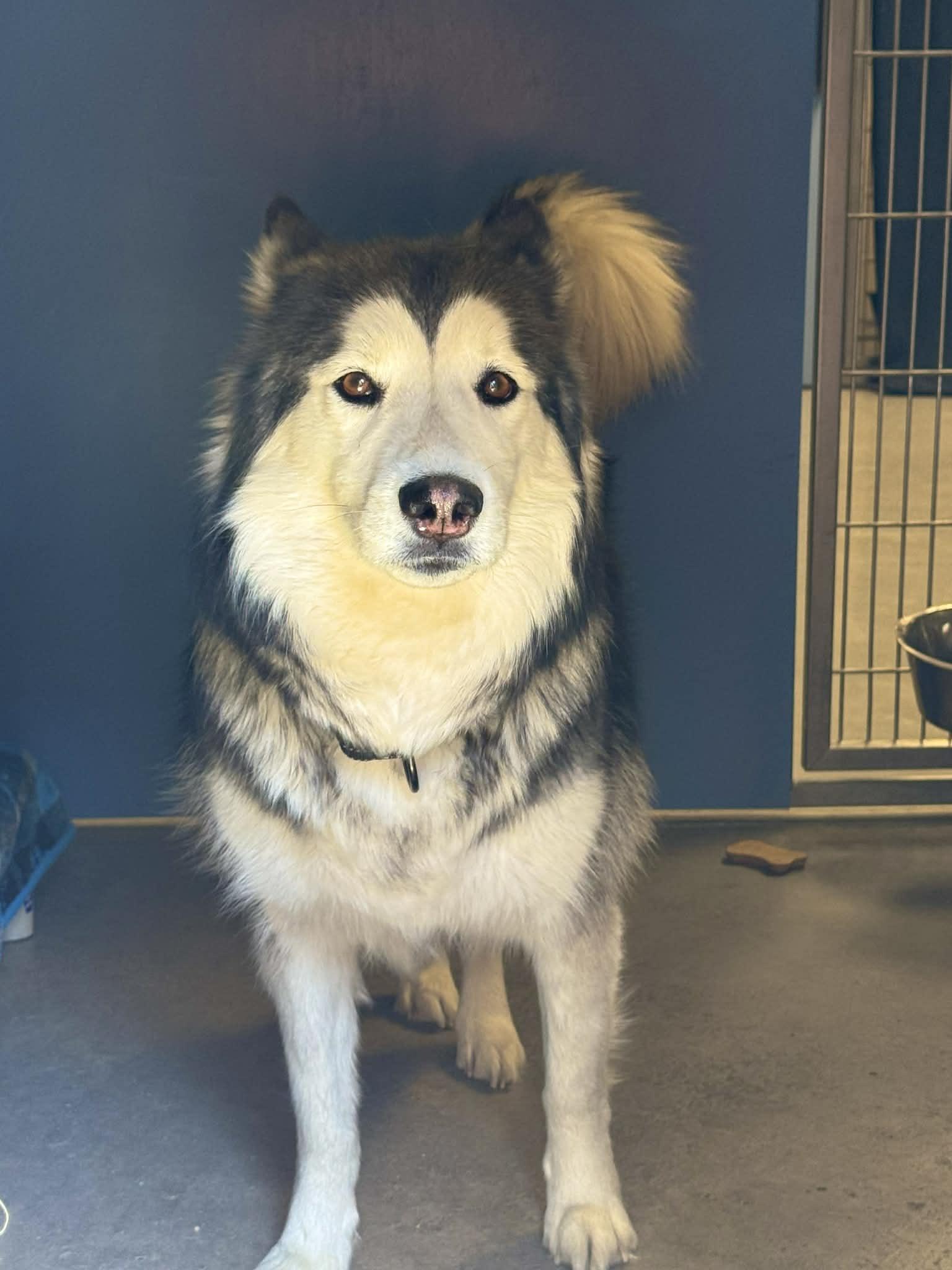 Sakura, a ADOPTABLE Siberian Husky in Scottsdale, AZ image 2/4