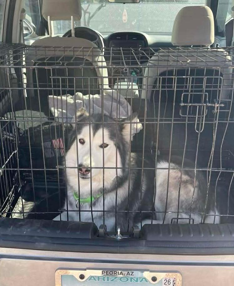 Sakura, a ADOPTABLE Siberian Husky in Scottsdale, AZ image 3/4