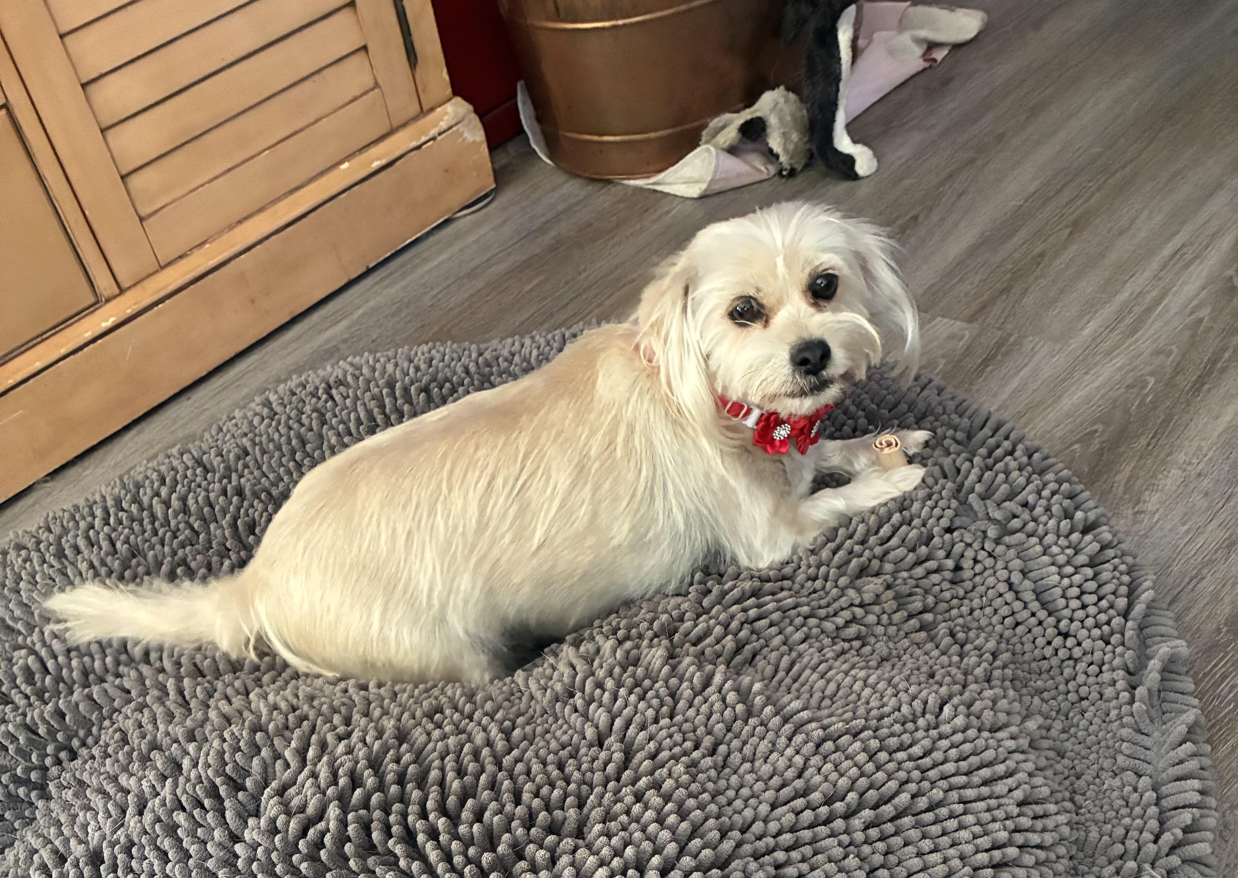 Pamela, a Adoptable mixed breed in Vineyard Haven, MA image 1/5