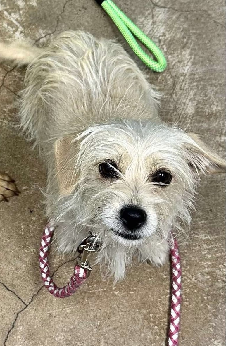 Enlarge Pamela, a Adoptable mixed breed in Vineyard Haven, MA image 1/5