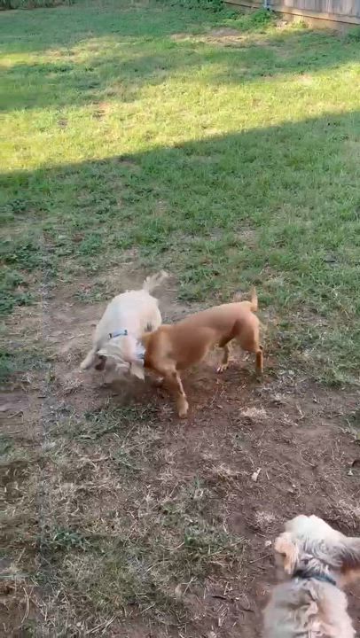 Enlarge Pamela, a Adoptable mixed breed in Vineyard Haven, MA video 3/5