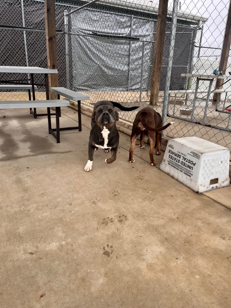 Jasmine, a Adoptable American Staffordshire Terrier in Hopkinsville, KY image 1/6