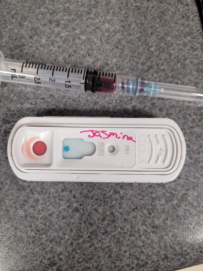 Jasmine, a Adoptable American Staffordshire Terrier in Hopkinsville, KY image 2/6