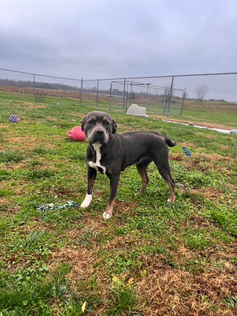 Jasmine, a Adoptable American Staffordshire Terrier in Hopkinsville, KY image 4/6