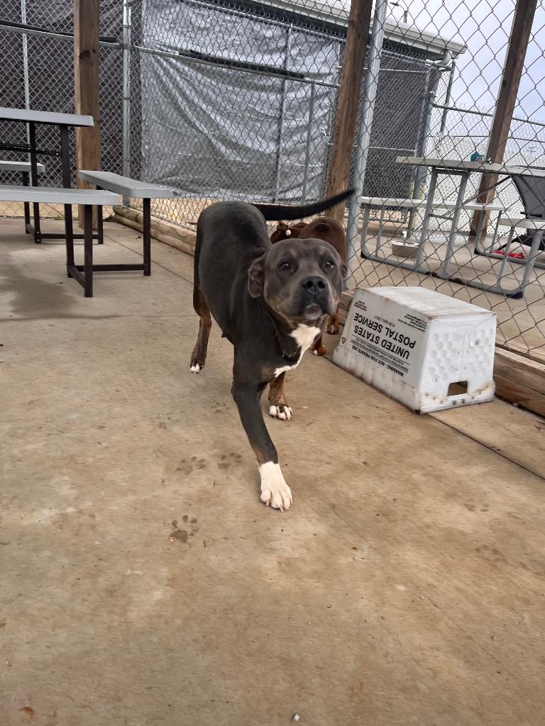 Jasmine, a Adoptable American Staffordshire Terrier in Hopkinsville, KY image 5/6