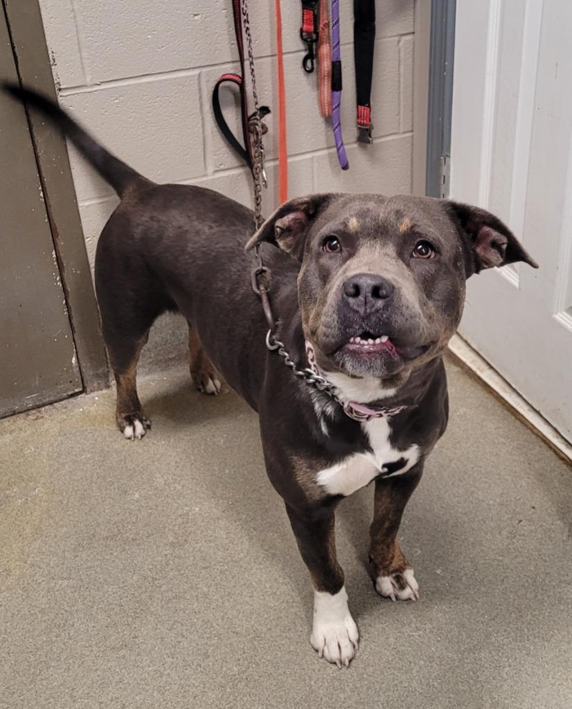 Enlarge Jasmine, a Adoptable American Staffordshire Terrier in Hopkinsville, KY image 4/5