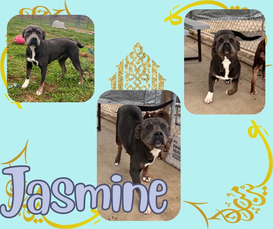 Jasmine, a Adoptable American Staffordshire Terrier in Hopkinsville, KY image 6/6